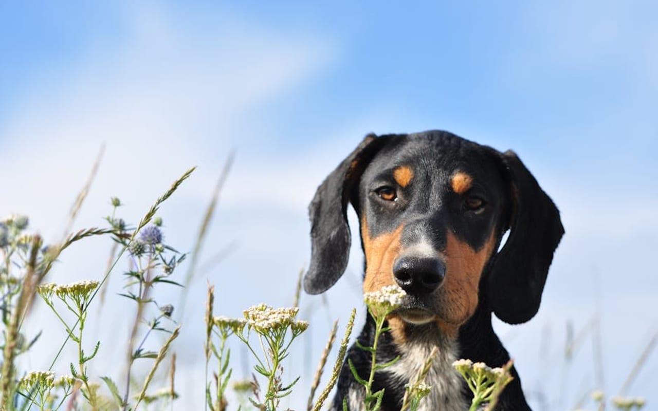 Transylvanian Hound — gallery 4
