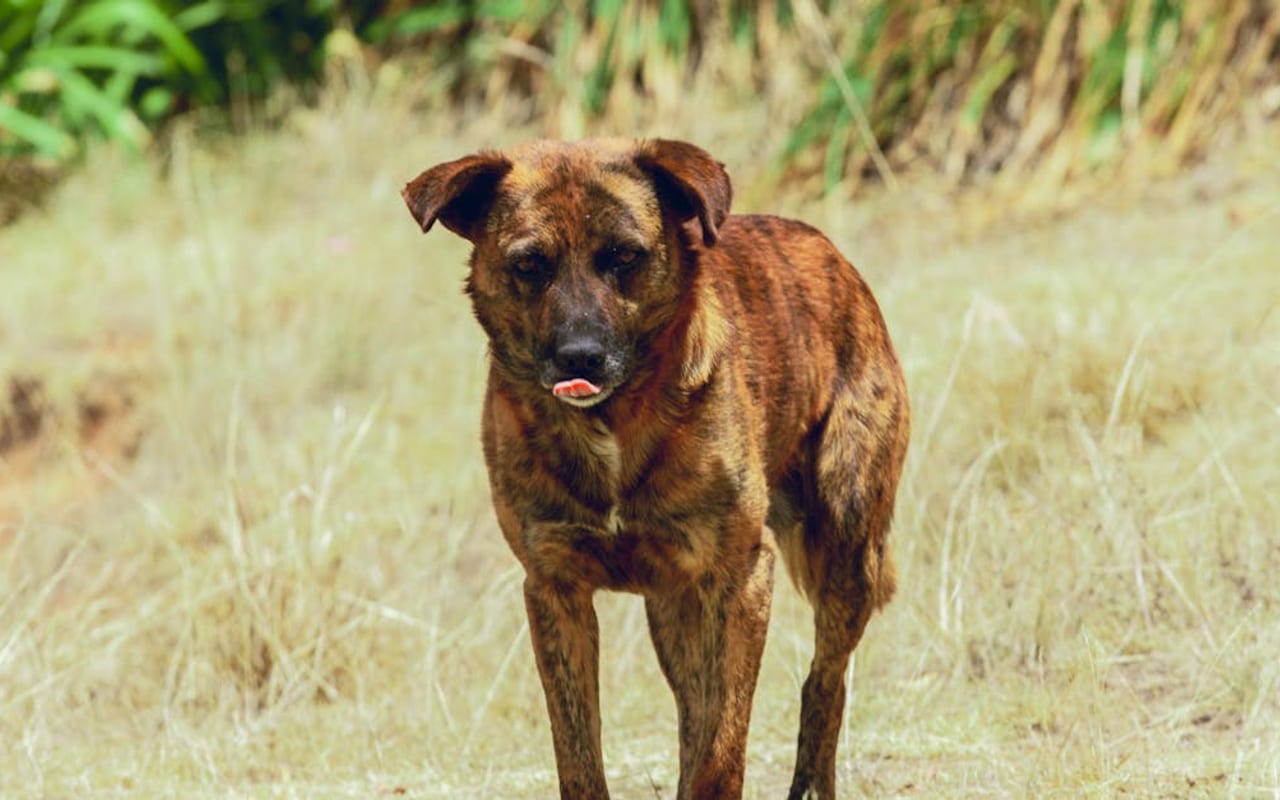 Treeing Tennessee Brindle