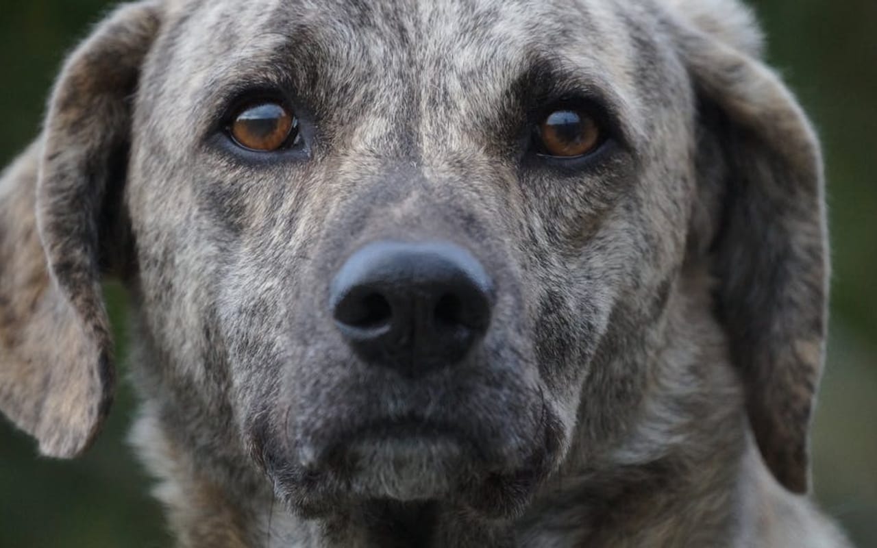 Treeing Tennessee Brindle — gallery 2