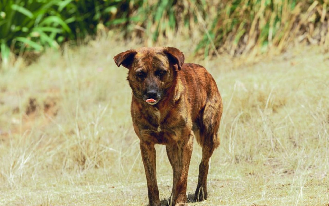 Treeing Tennessee Brindle — gallery 4