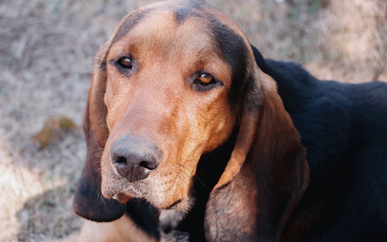Treeing Walker Coonhound — gallery 4