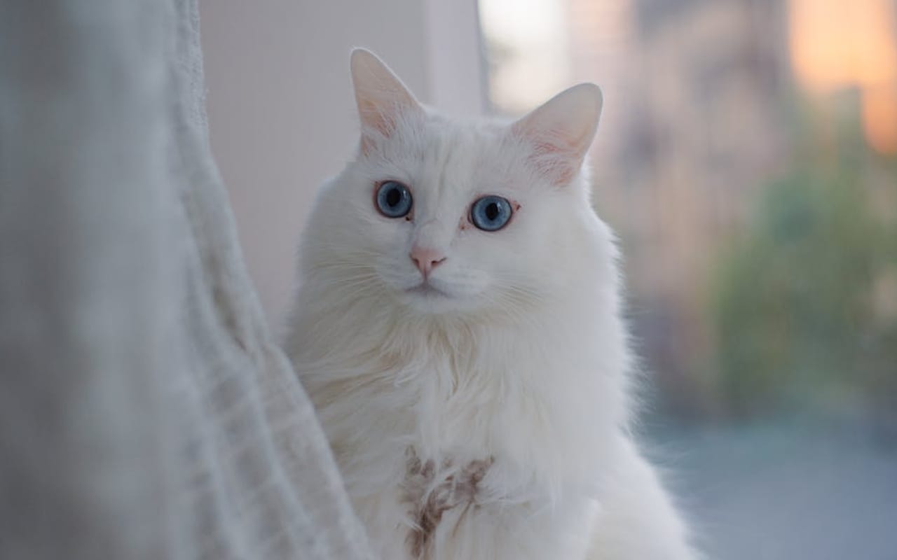 Turkish Angora cat breed portrait