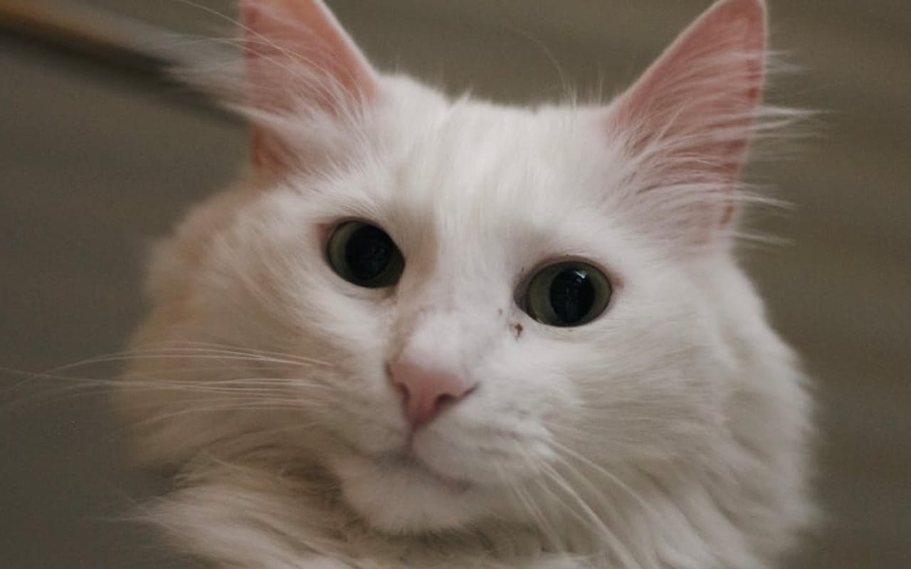 Turkish Angora — gallery 3