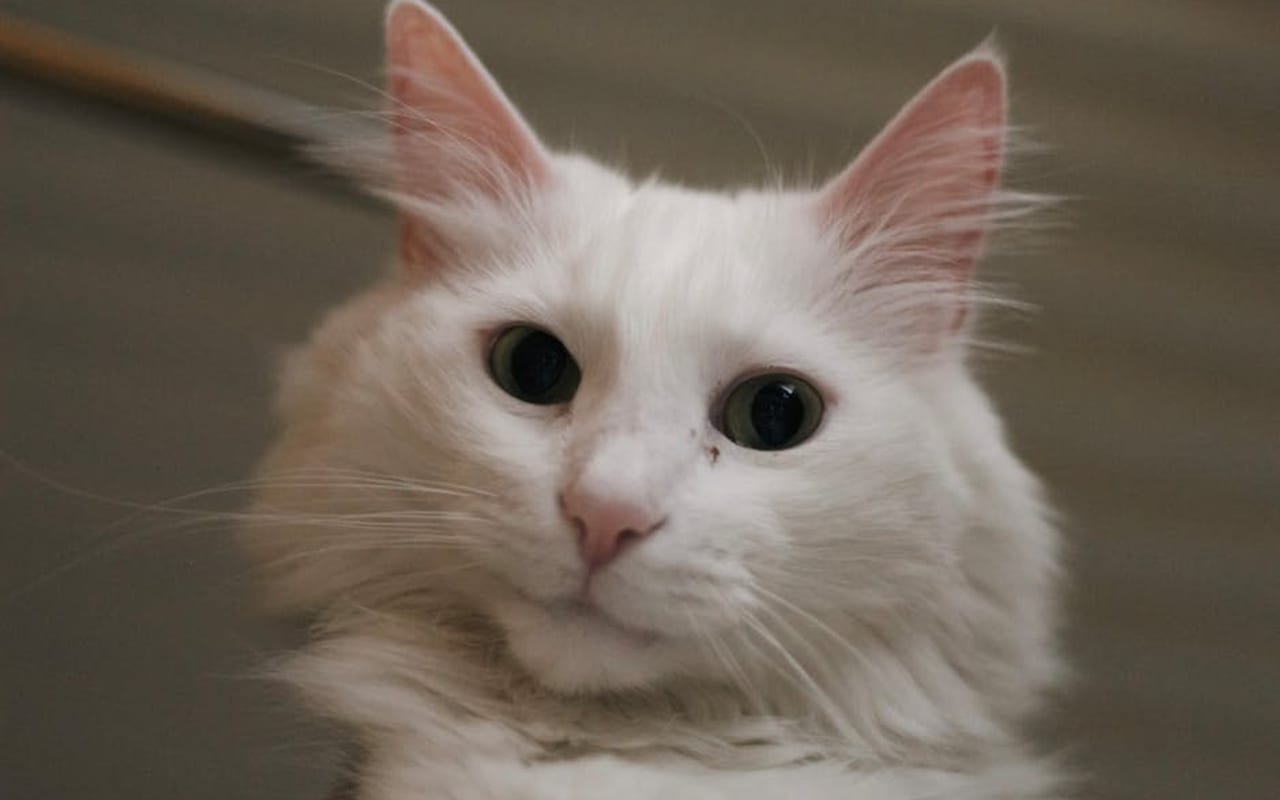 Turkish Angora — gallery 4