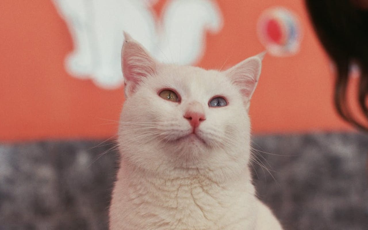 Turkish Van cat breed portrait
