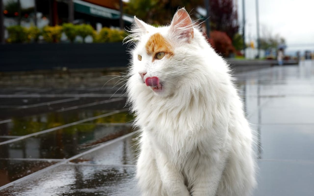 Turkish Van — gallery 2