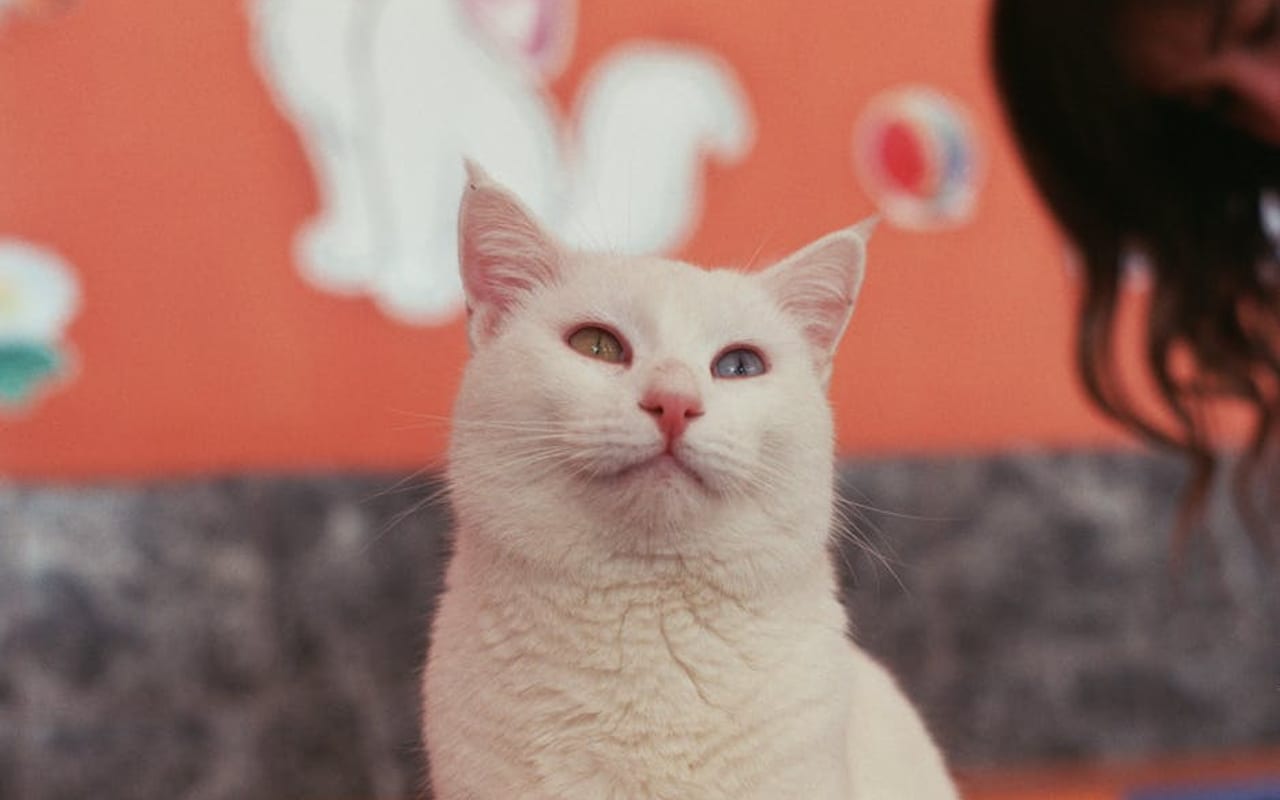 Turkish Van — gallery 4