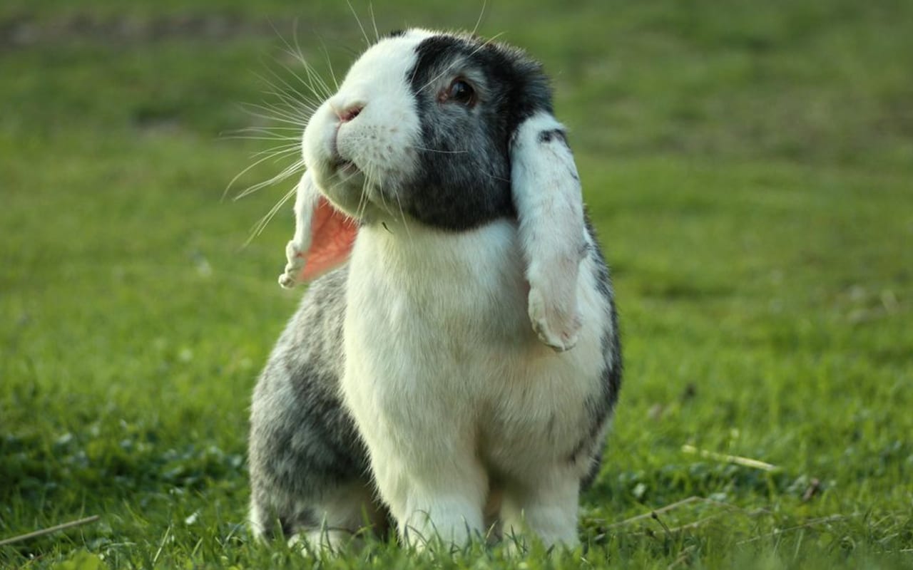 Velveteen Lop
