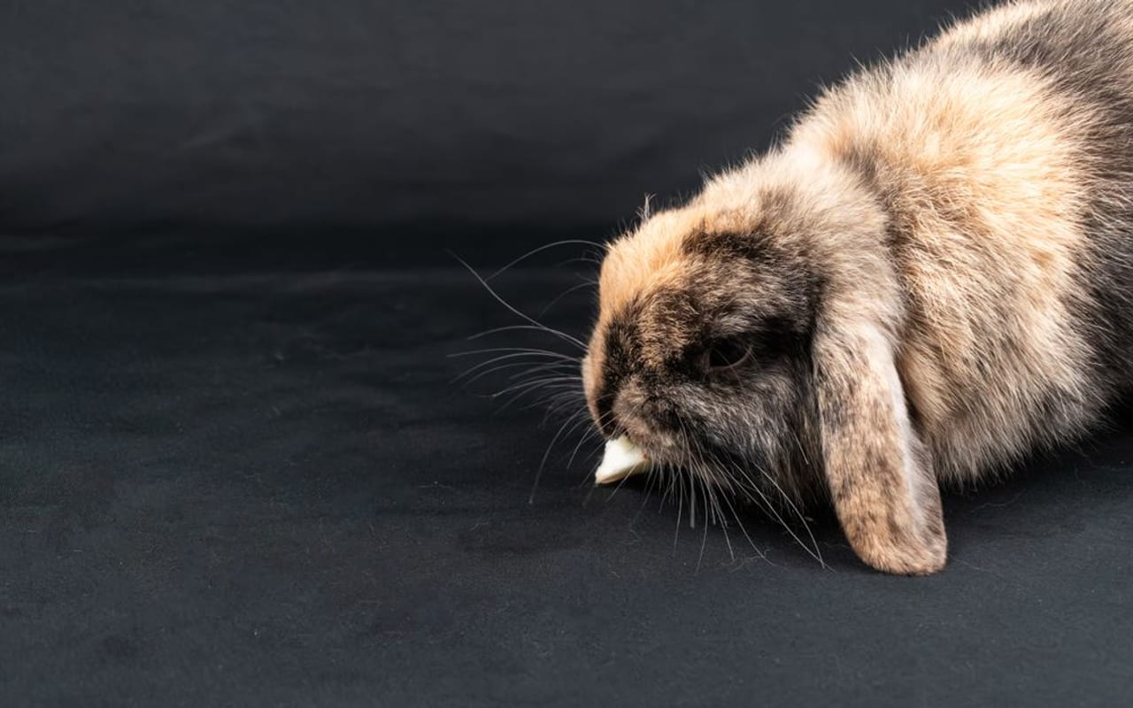 Velveteen Lop — photo by Nikolett Emmert