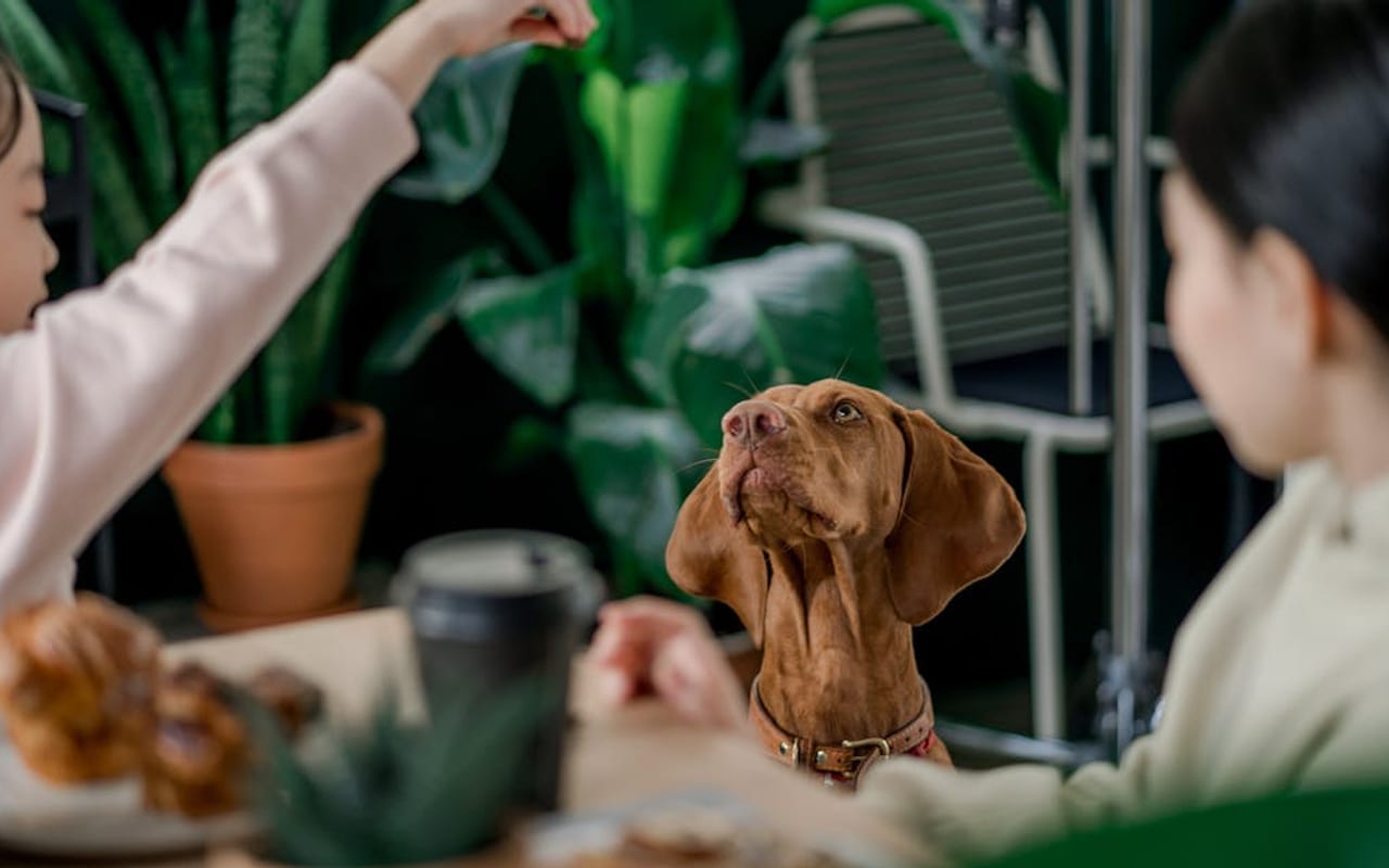 Vizsla — gallery 4