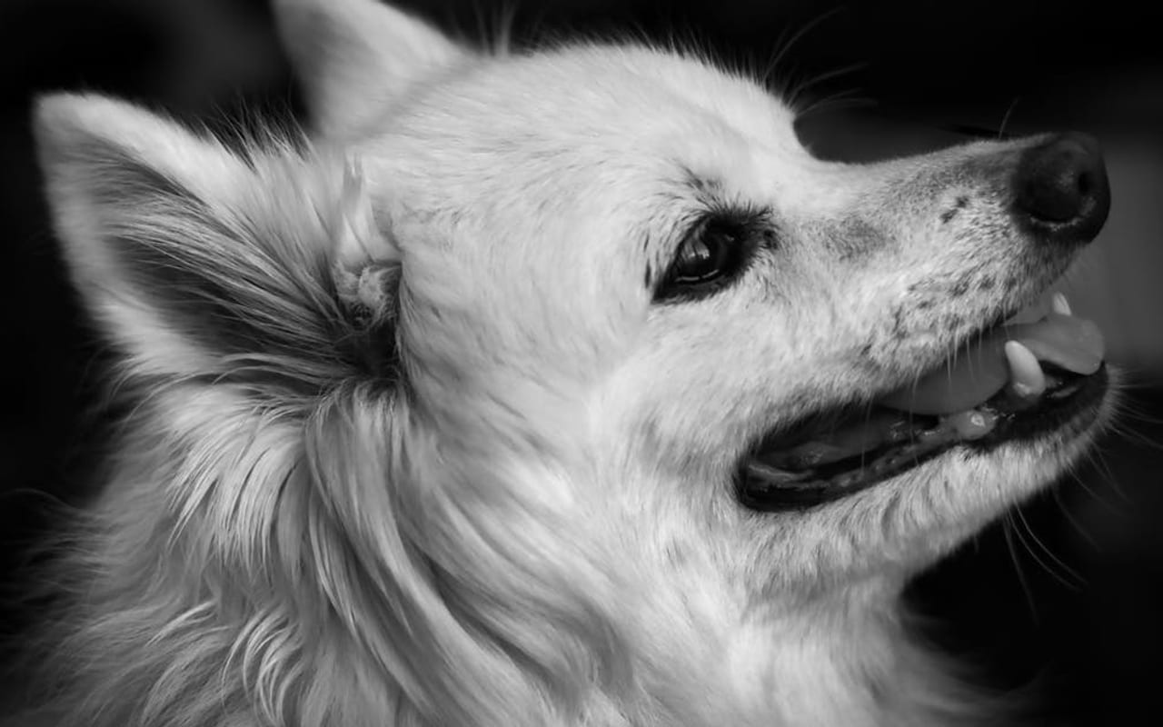 Volpino Italiano dog breed portrait