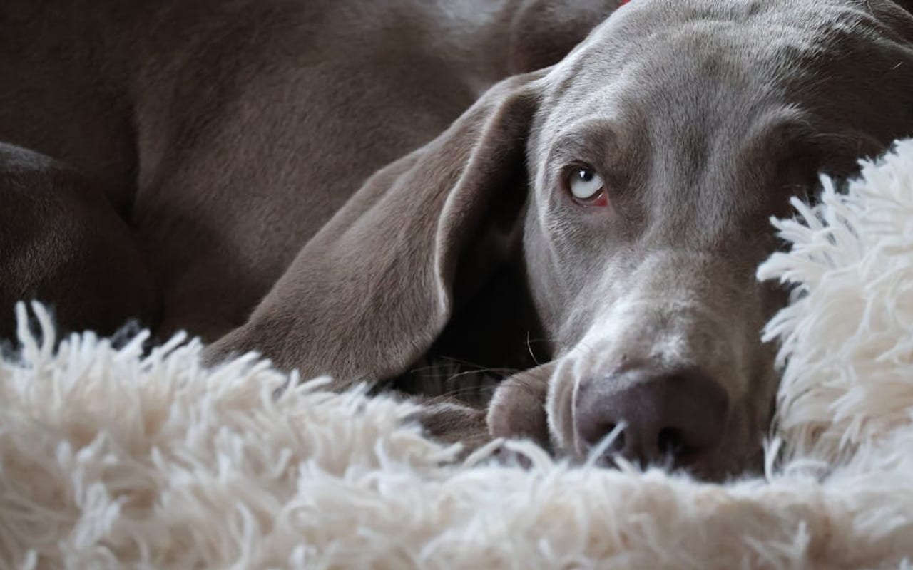 Weimaraner