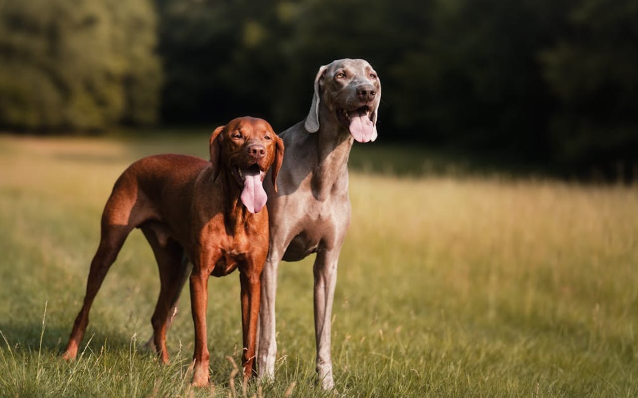 Weimaraner — gallery 2