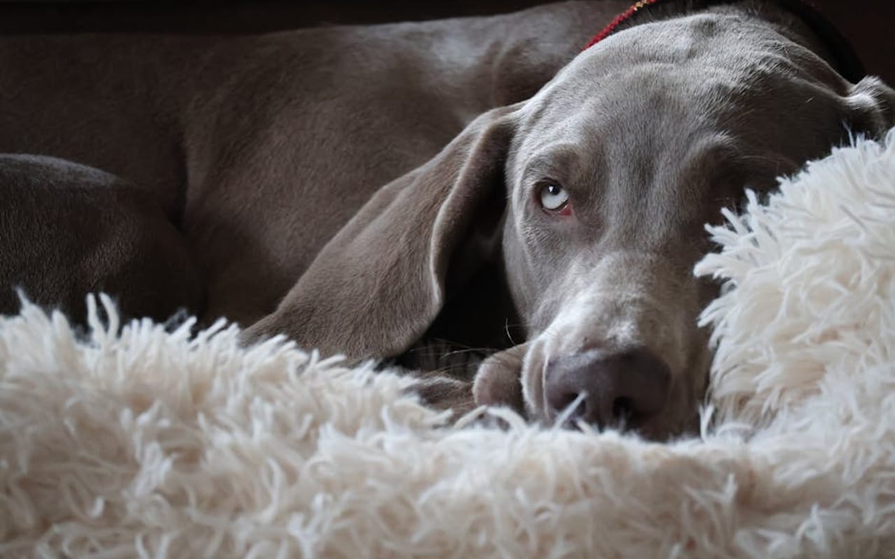 Weimaraner — gallery 4