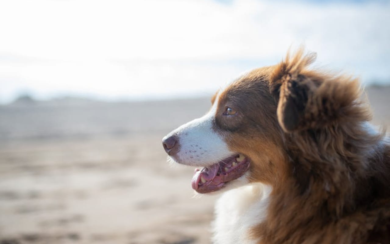 Welsh Springer Spaniel — gallery 4