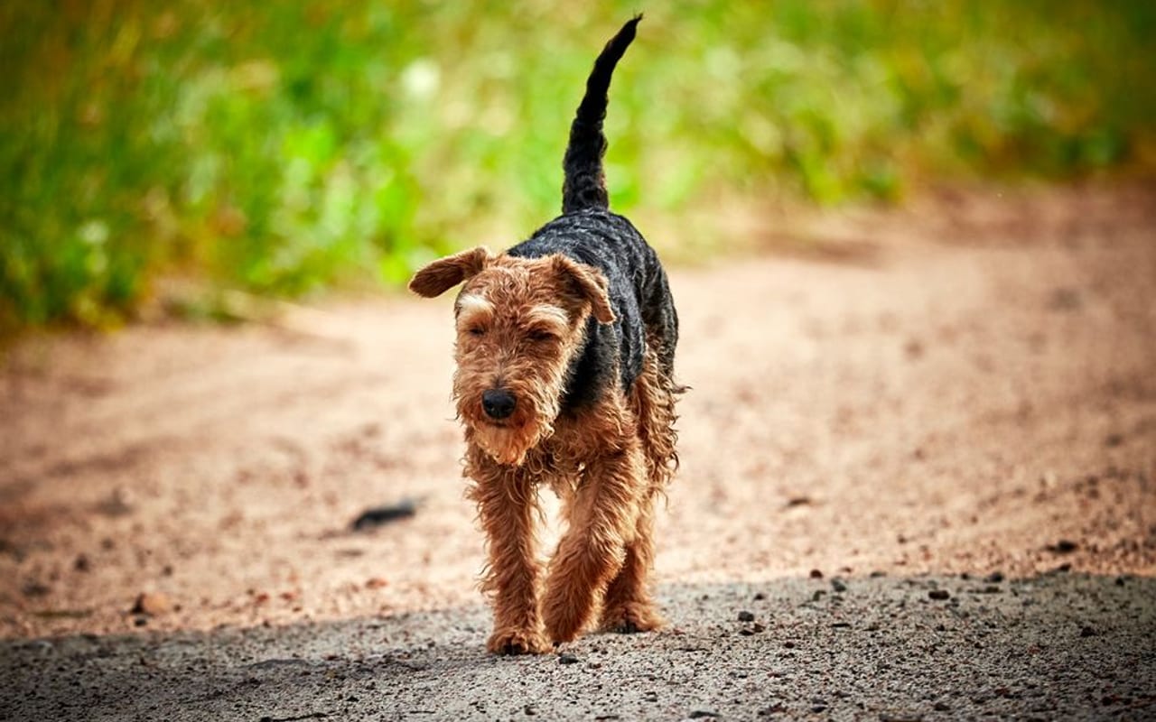 Welsh Terrier — gallery 4