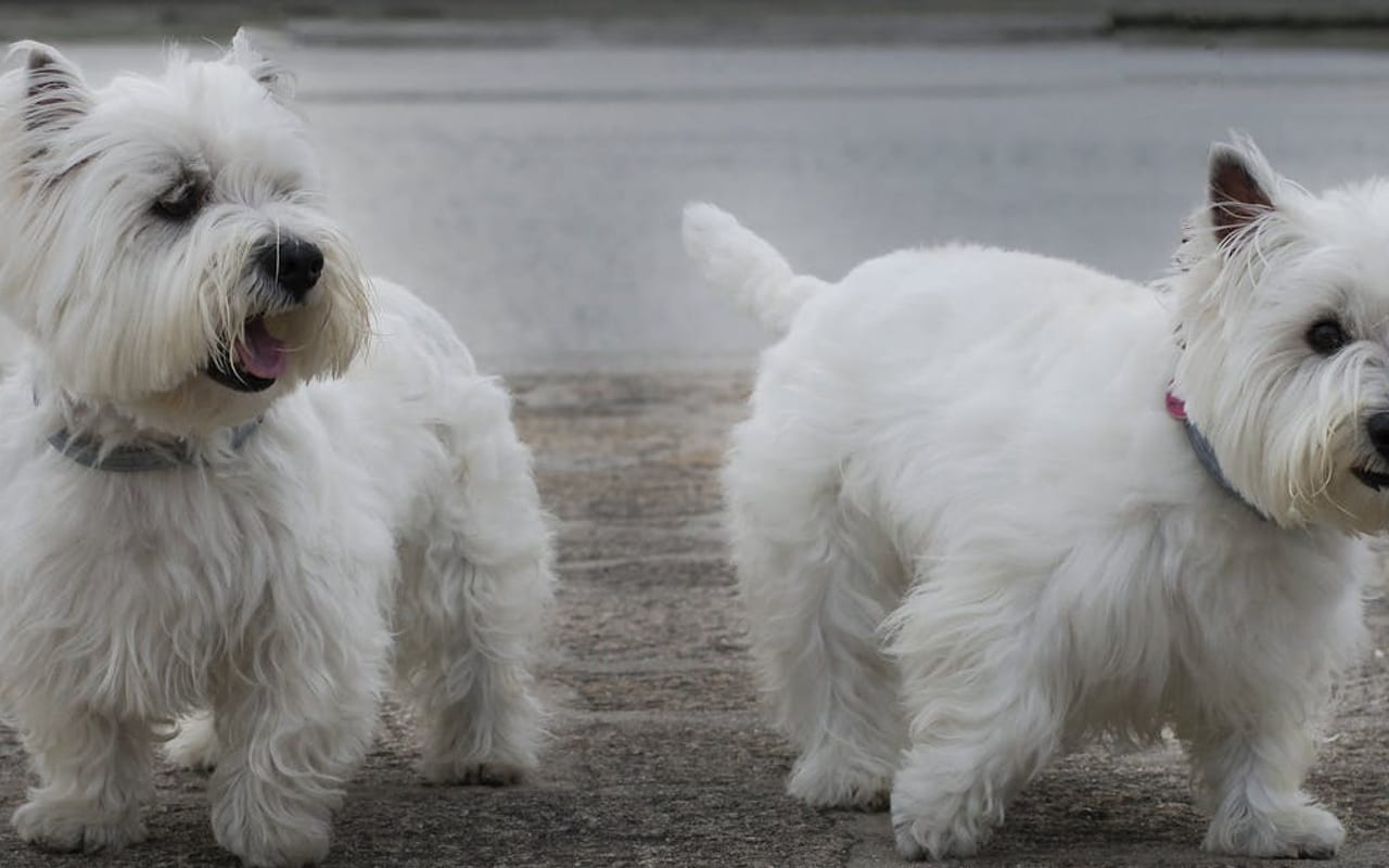 West Highland White Terrier