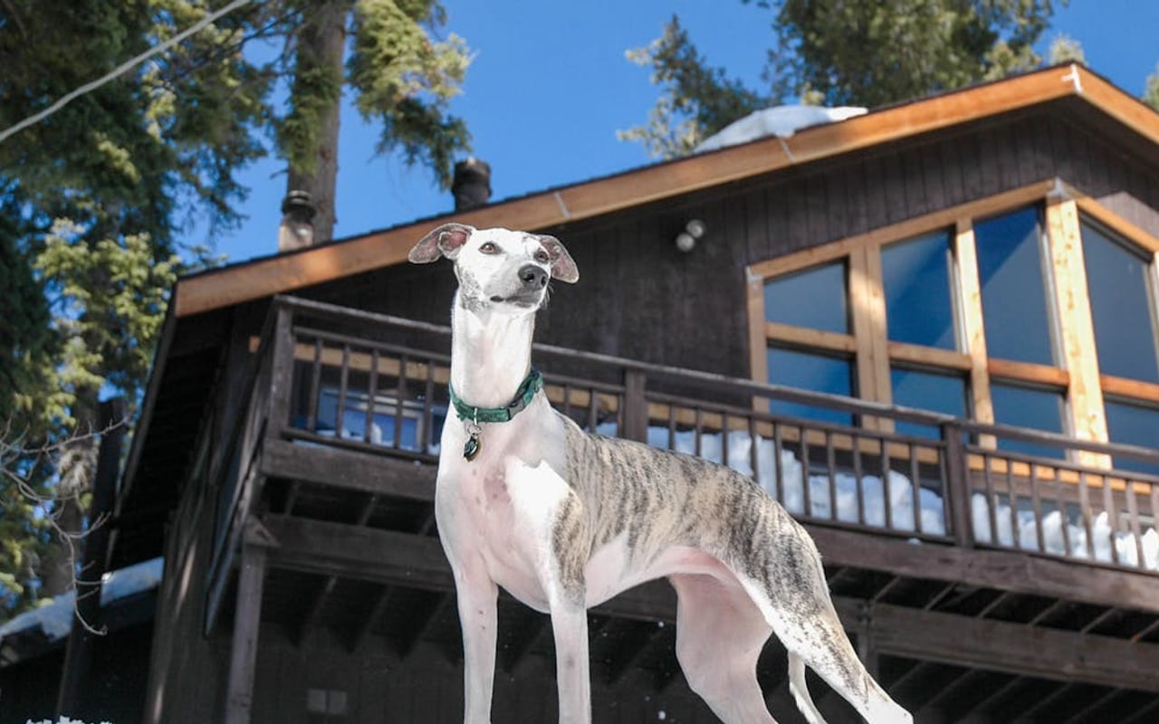Whippet — gallery 3
