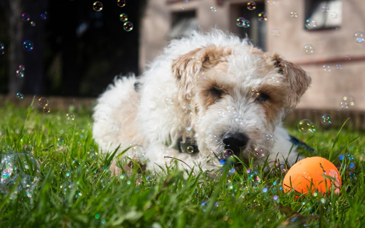 Wire Fox Terrier — gallery 3