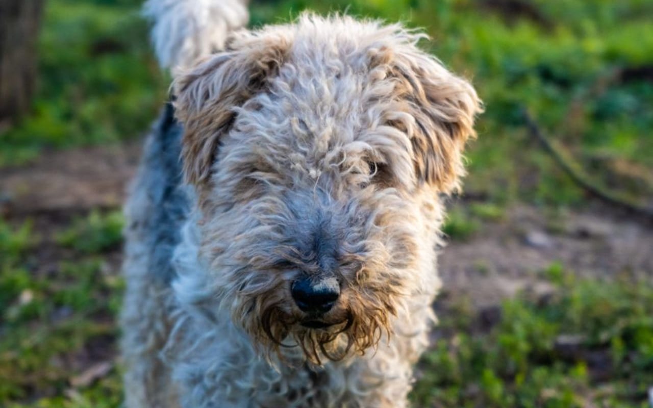 Wire Fox Terrier — gallery 4