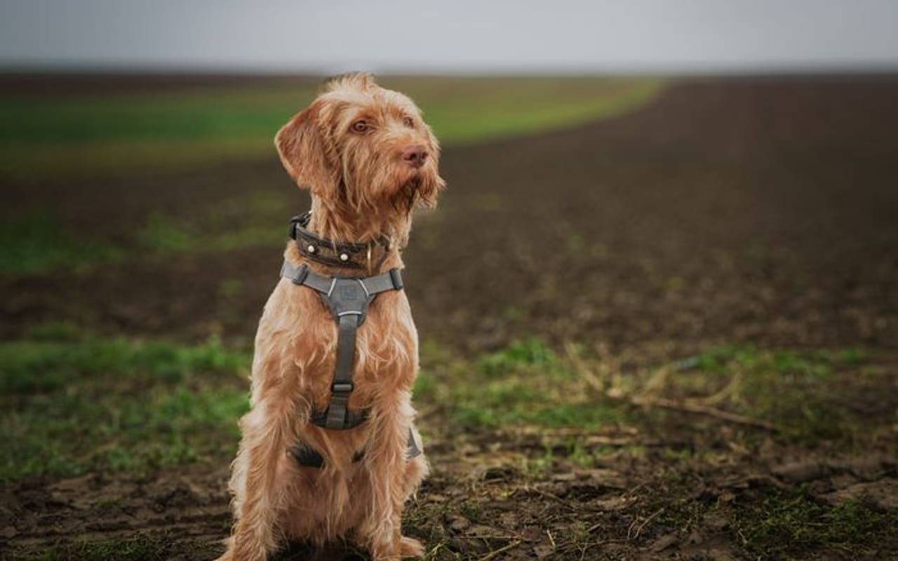 Wirehaired Vizsla — gallery 4