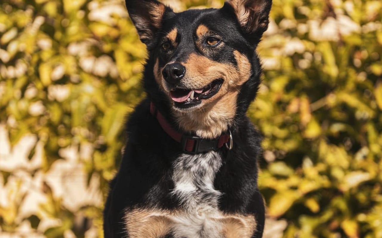 Working Kelpie — gallery 2