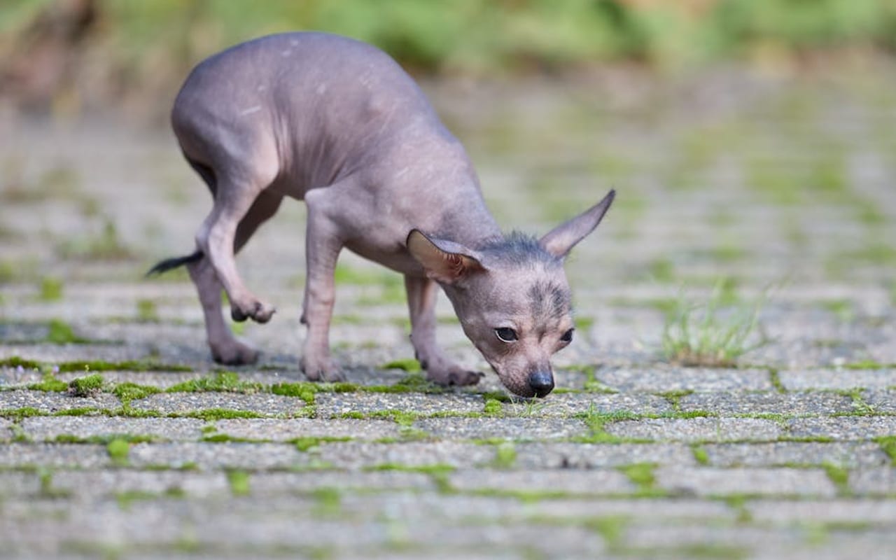 Xoloitzcuintli — gallery 4