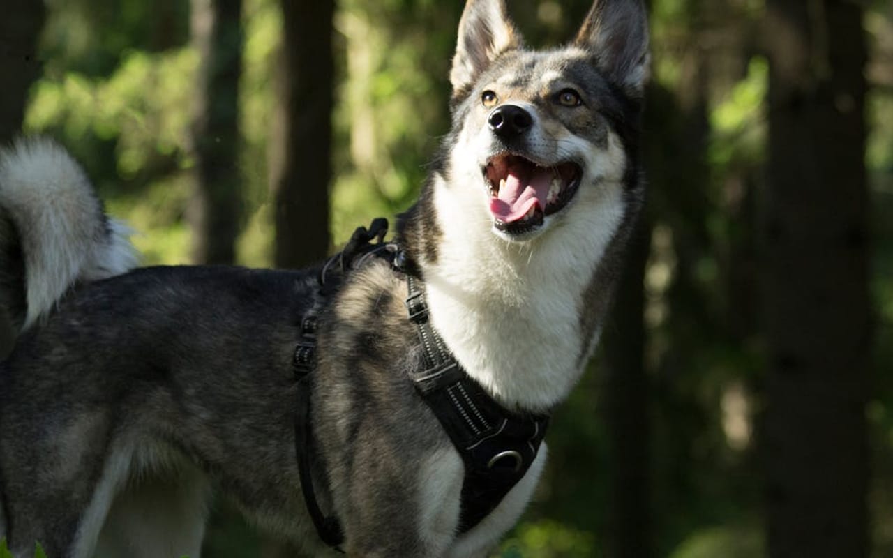Yakutian Laika — gallery 3