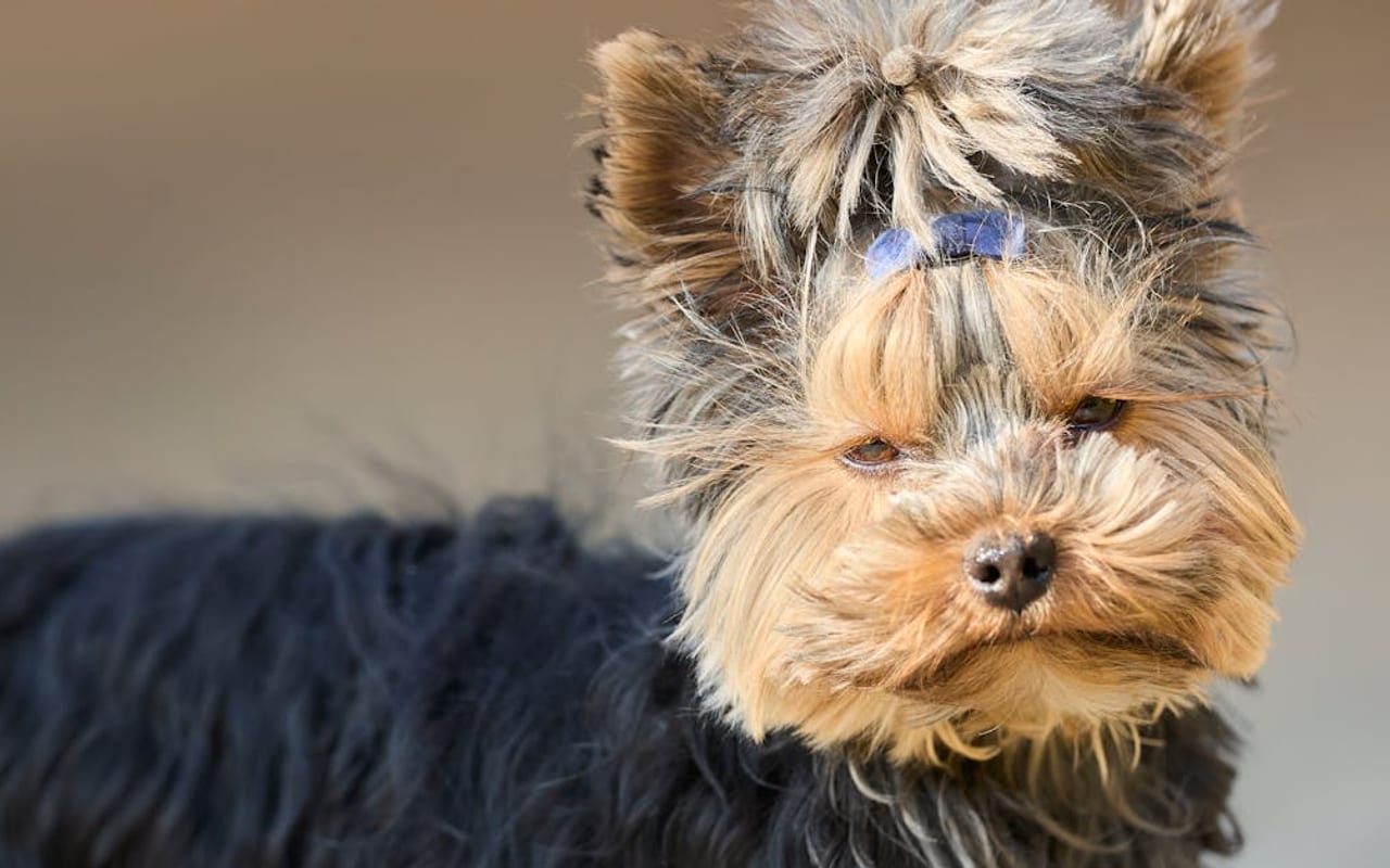 Yorkshire Terrier