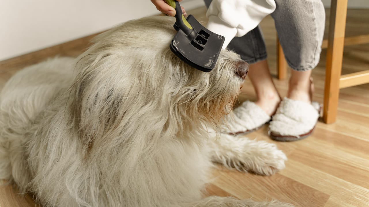A slicker brush being worked through the long coat of a large dog lying on a wooden floor