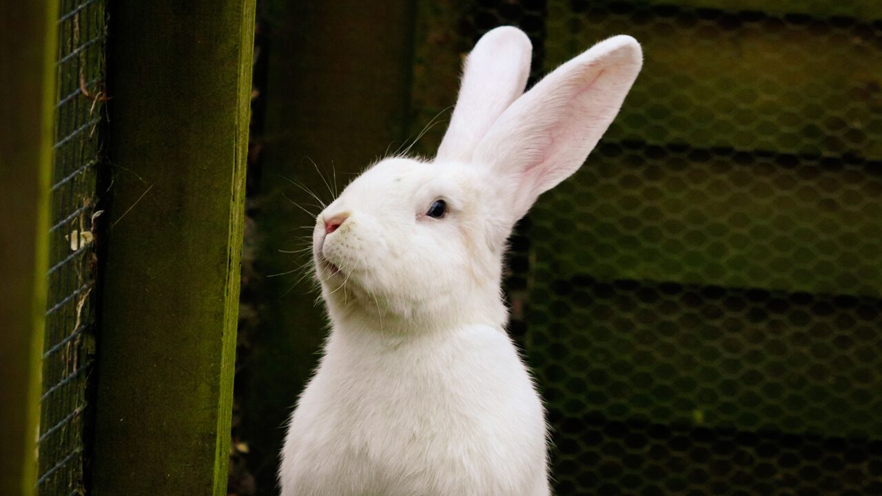 Rabbit Housing: Setting Up Safe, Spacious Living Space