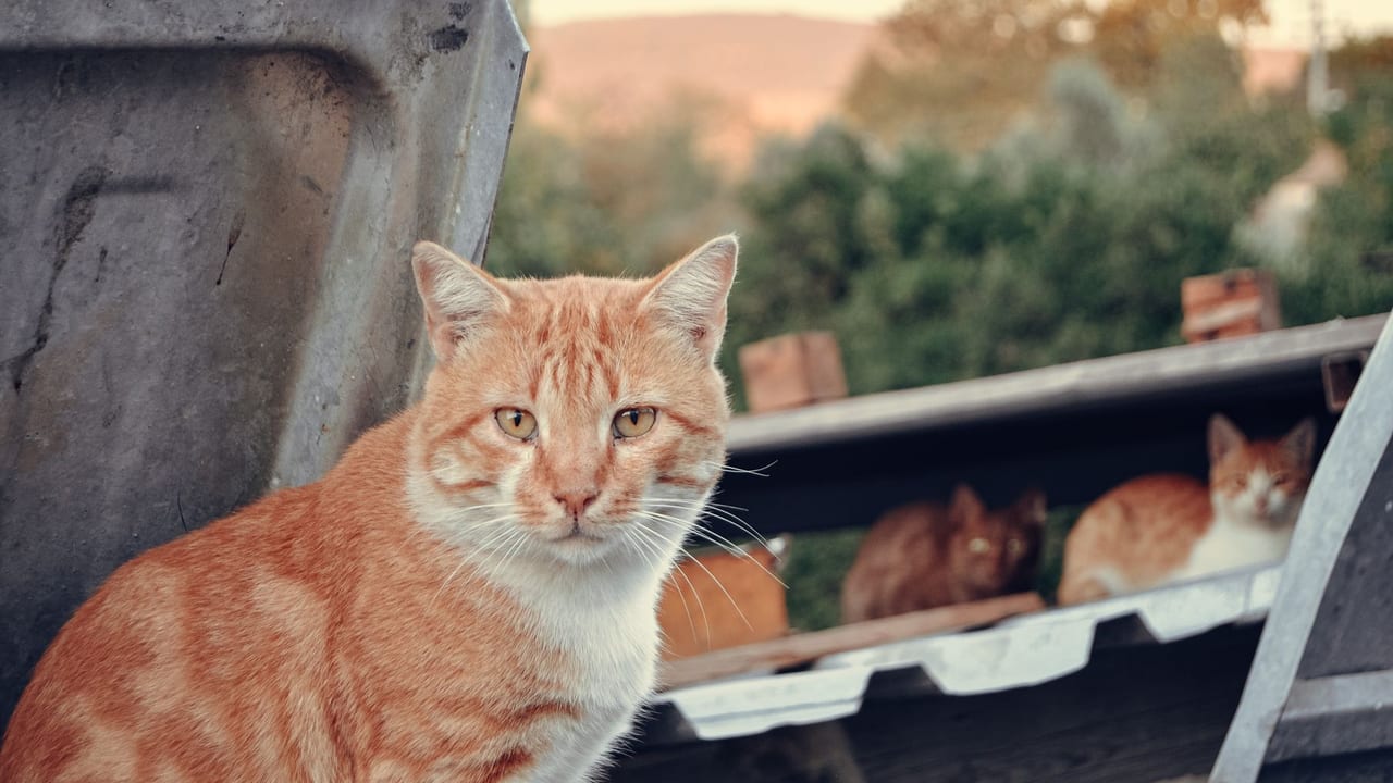 Socializing a Feral Cat to Indoor Life: Ghost's Two-Year Journey