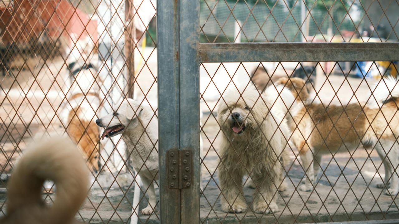 The Animal Shelter Movement: A History of Saving Every Life — 1866 - Present