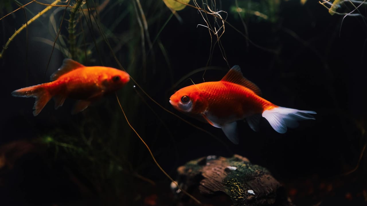 Aquariums: From Victorian Obsession to Living Art — 1850 - Present