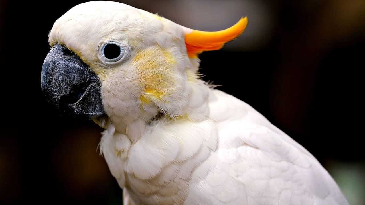 The Complex History of Exotic Pets — 3000 BCE - Present