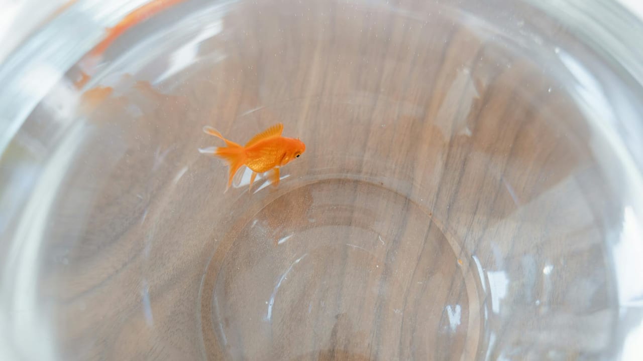The 2,000-Year History of Goldfish — 265 CE - Present