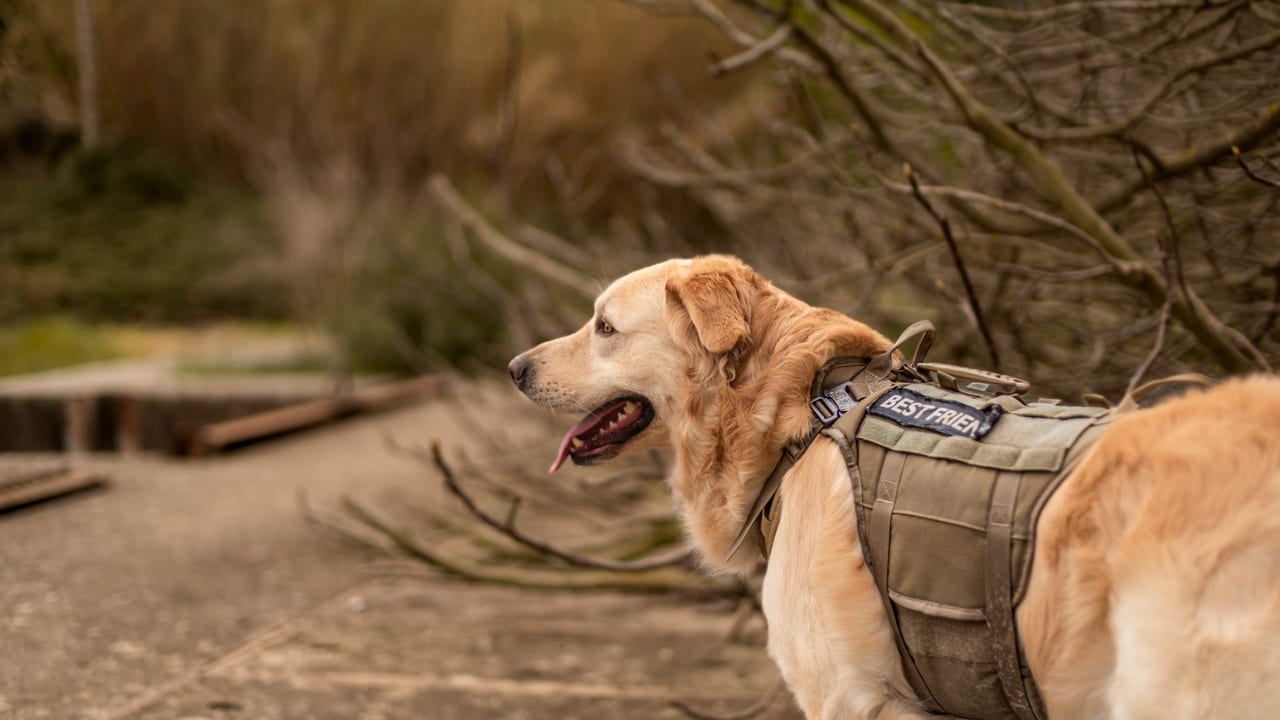 Guide Dogs: A Century of Partnership Changing Lives — 1916 - Present