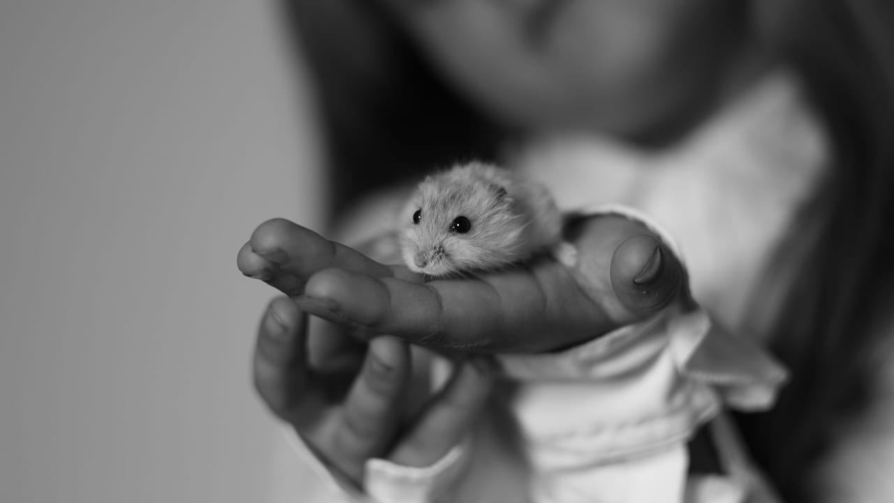 Hamsters: From Syrian Desert to Every Schoolroom — 1839 - Present