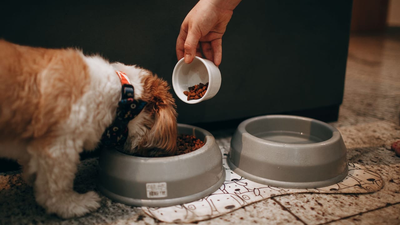 The Pet Food Revolution — 1860 - Present
