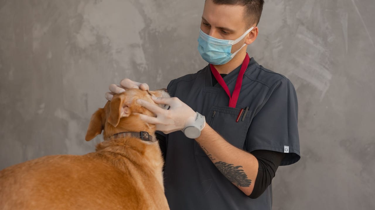 A History of Veterinary Medicine — 2000 BCE - Present